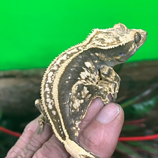 쿼드 엠티백