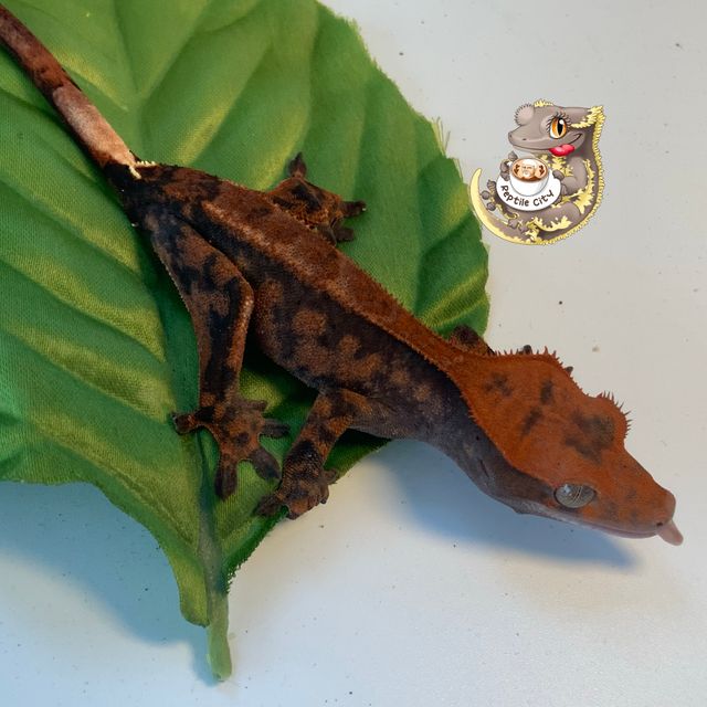 카푸치노