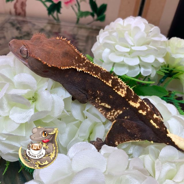 카푸치노