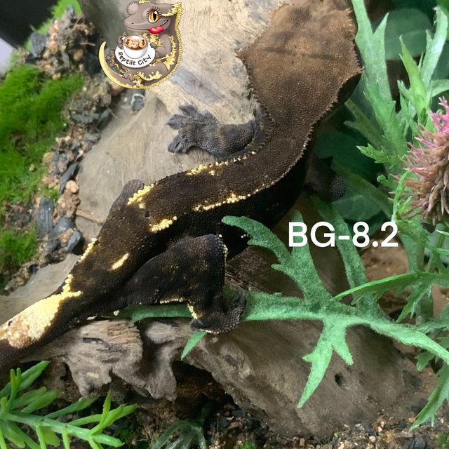 RCK 카푸치노