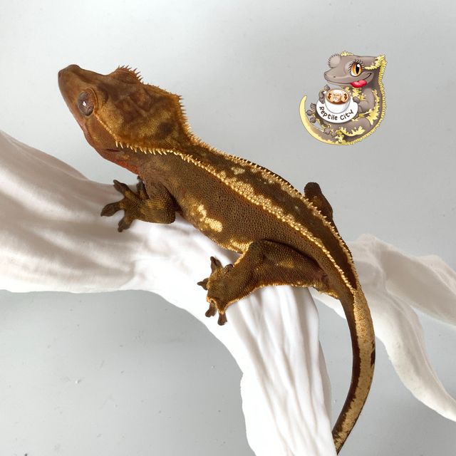 레드 엠티백