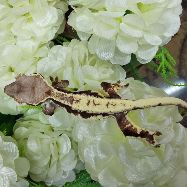 프라푸치노 RCK