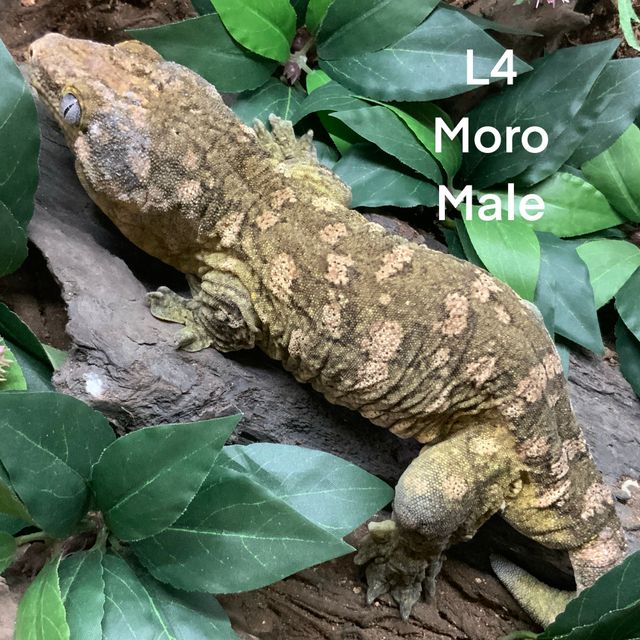 모로