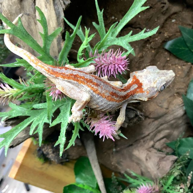 레드 스트라이프