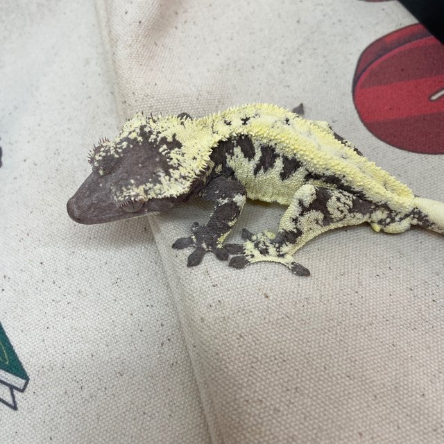 Frappuccino