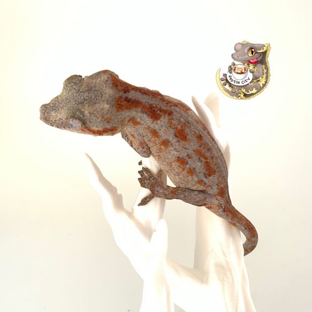 오렌지