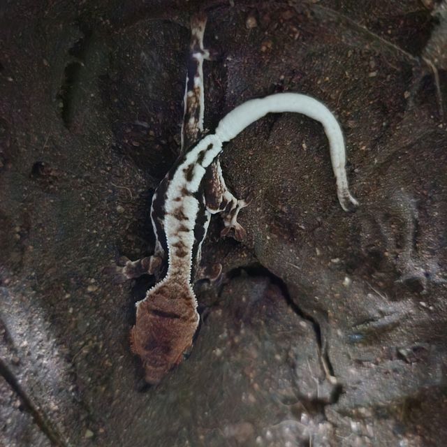 프라푸치노