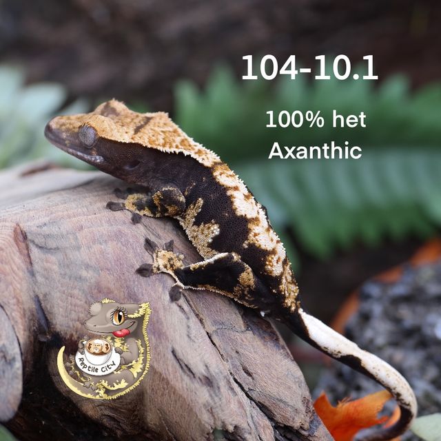 100%헷아잔틱