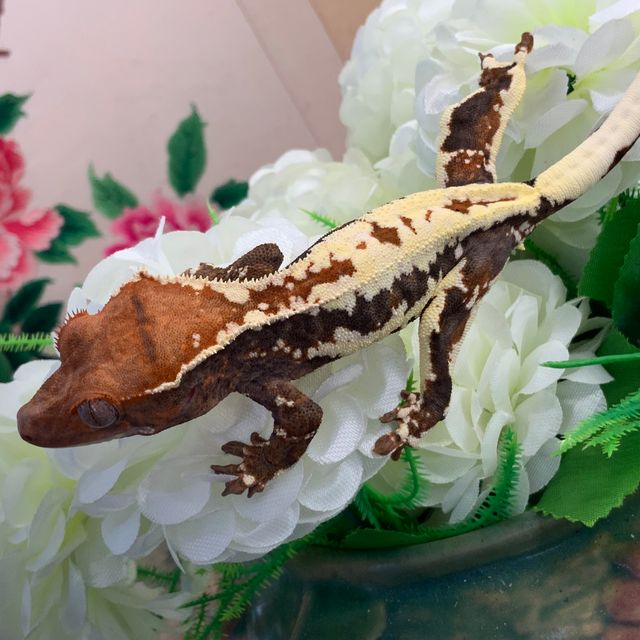 프라푸치노