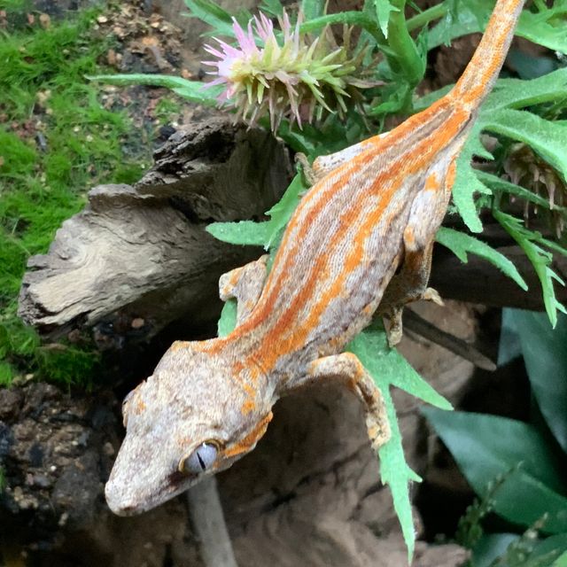 레드 스트라이프