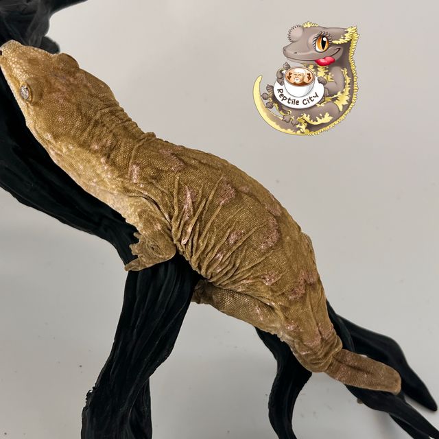 다스몰 멜라니스틱 코기스 트로거