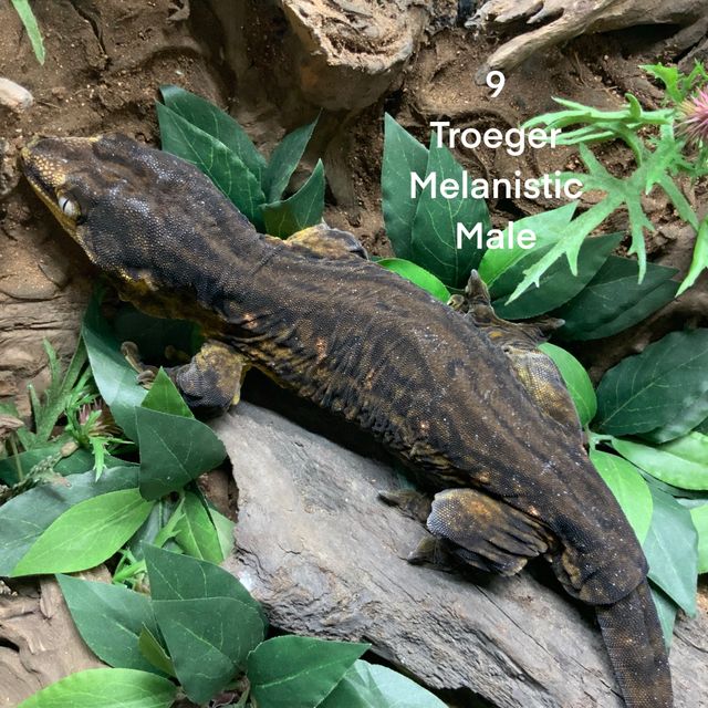 트로거 멜라니스틱