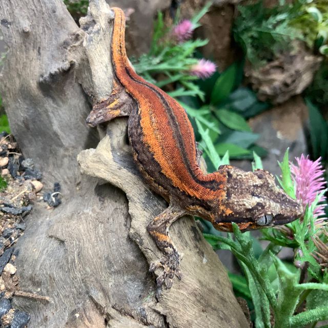 레드 스트라이프