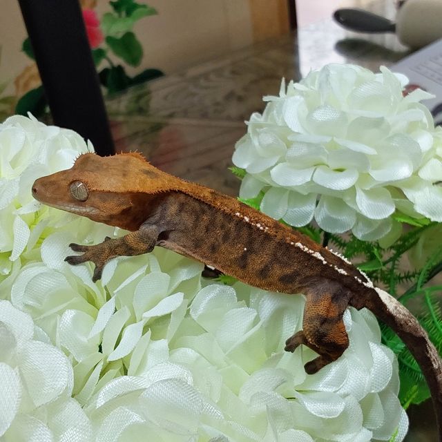 카푸치노