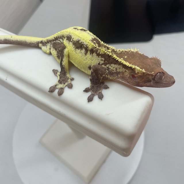 Frappuccino