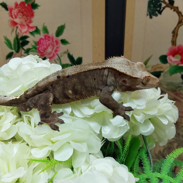 카푸치노 RCK