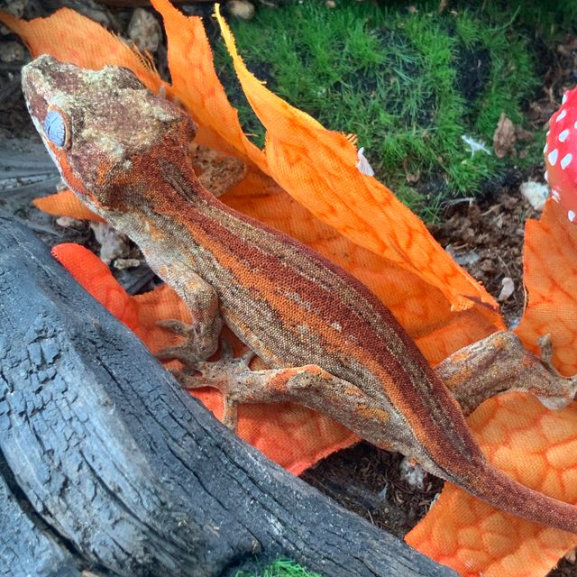 Red Orange