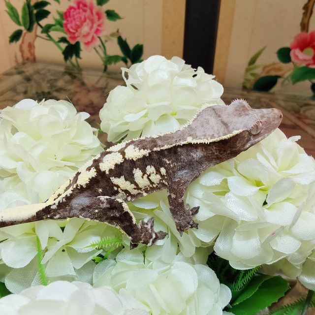 프라푸치노 RCK