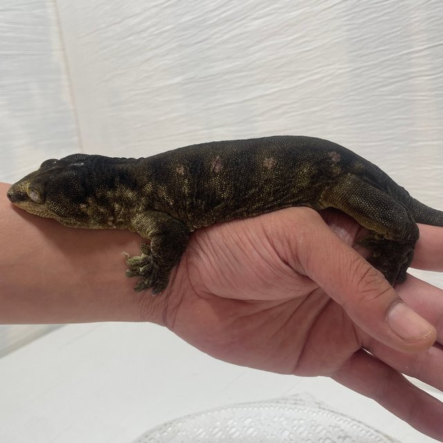Troeger Darth maul Type A Melanistic