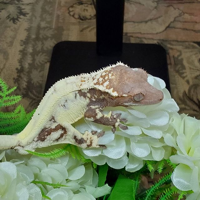 프라푸치노 RCK