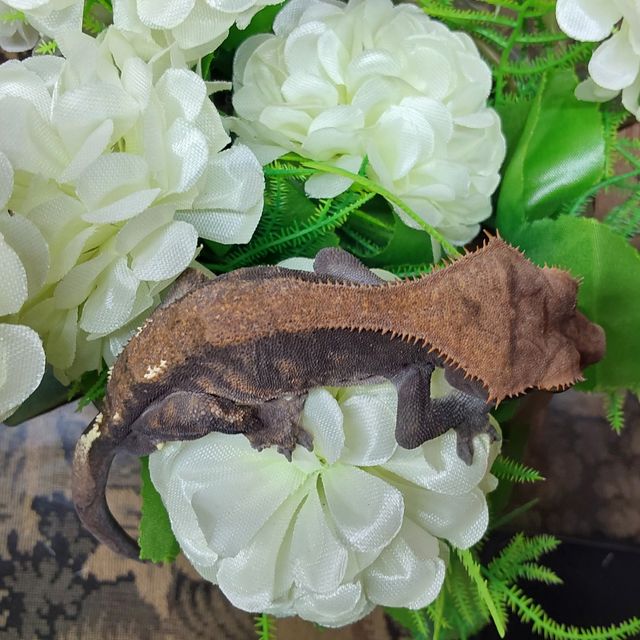 카푸치노 RCK