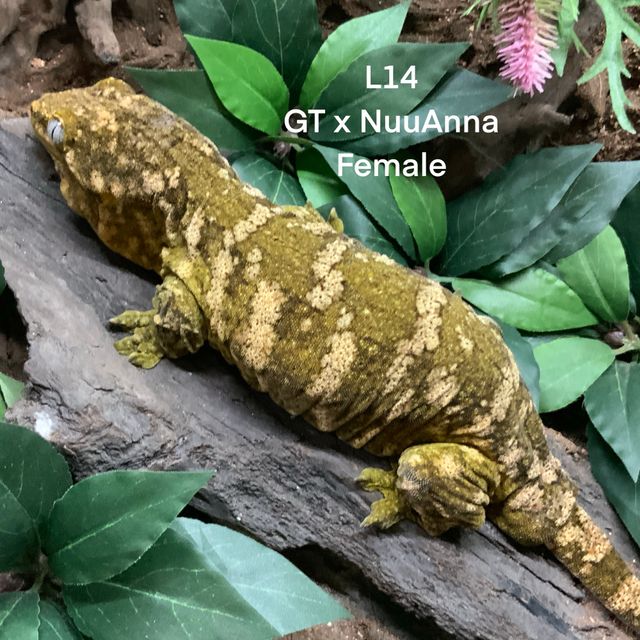 GT