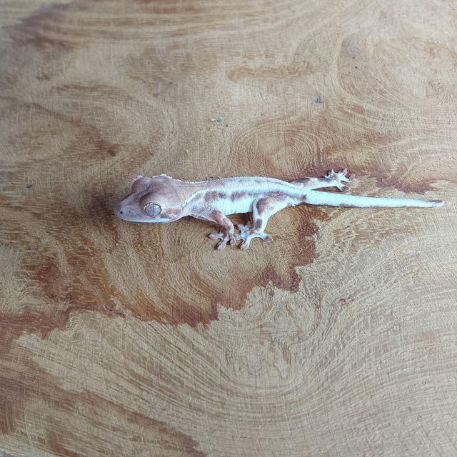 프라푸치노 RCK