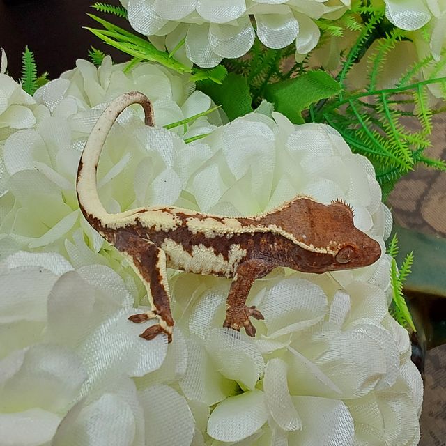 프라푸치노 RCK