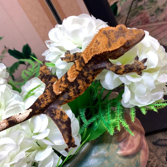 타이거