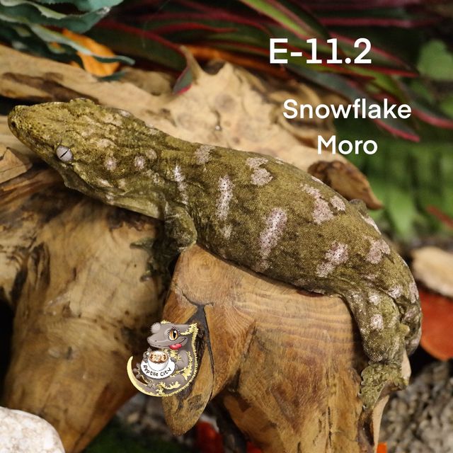 모로