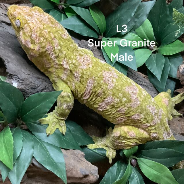 노멀