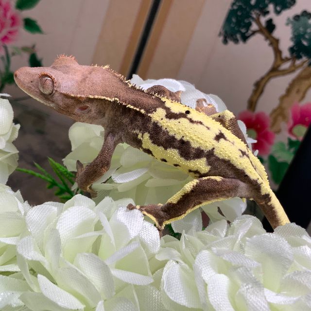 프라푸치노