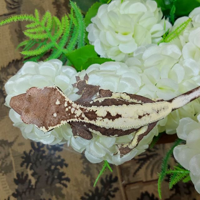 프라푸치노 RCK