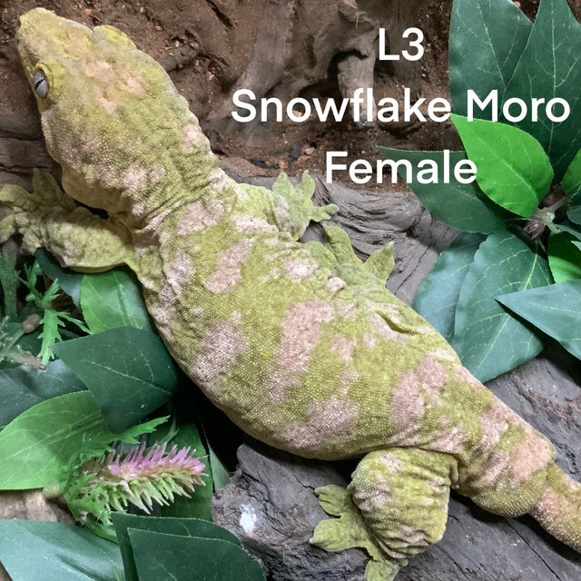모로