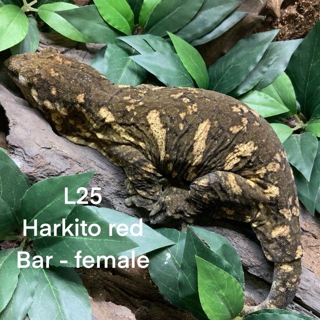 하키토
