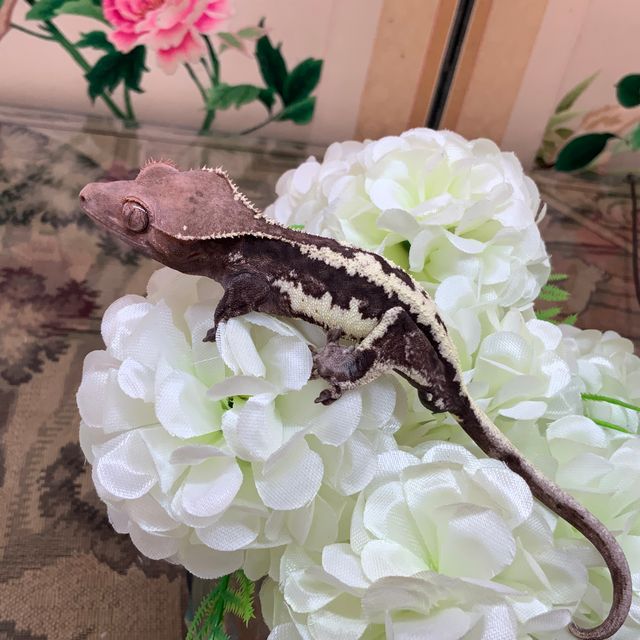 프라푸치노