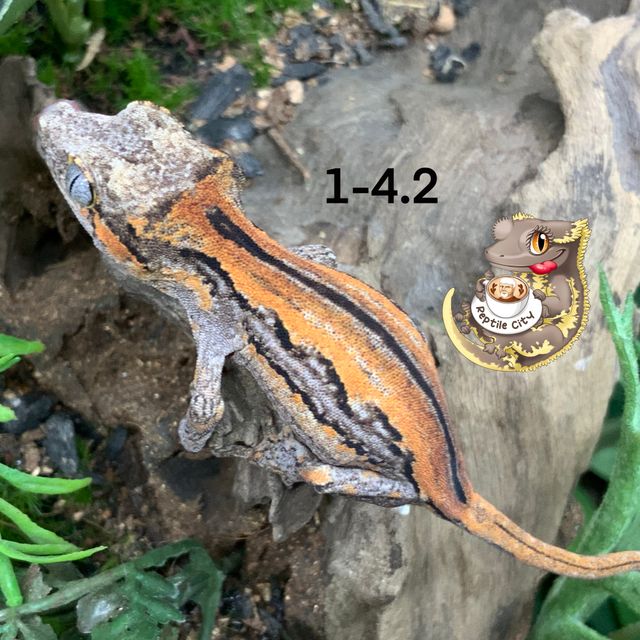 베이컨 스트라이프