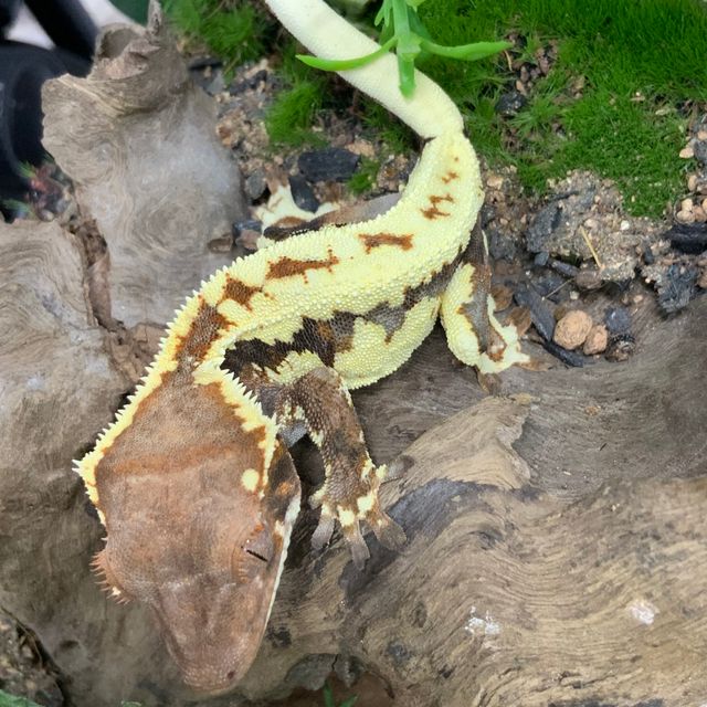 프라푸치노 RCK