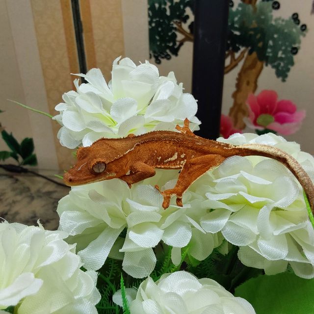 팬텀 릴리화이트 크림시클 RCK