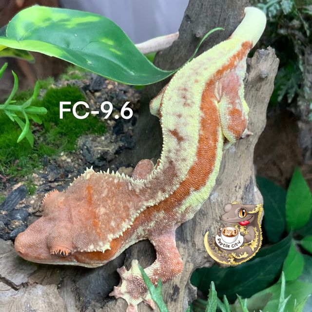RCK 프라푸치노