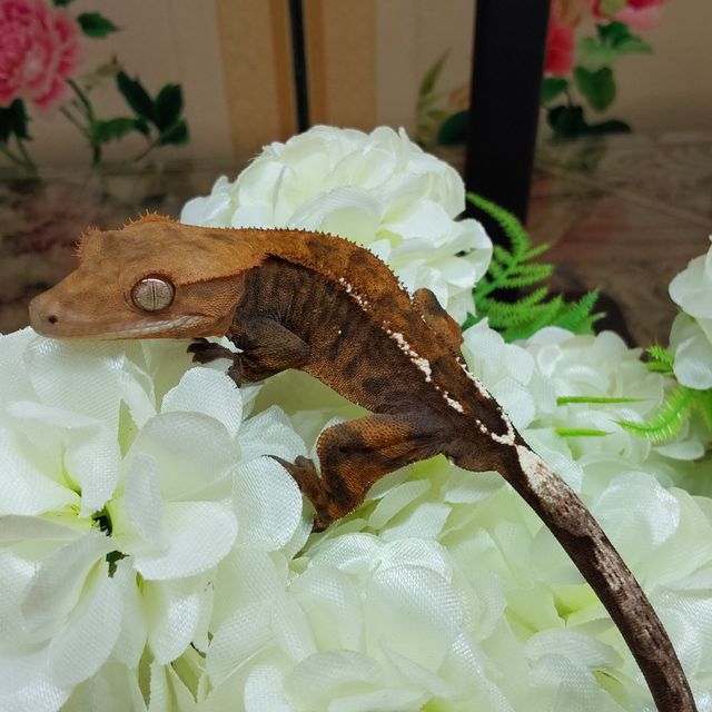 카푸치노