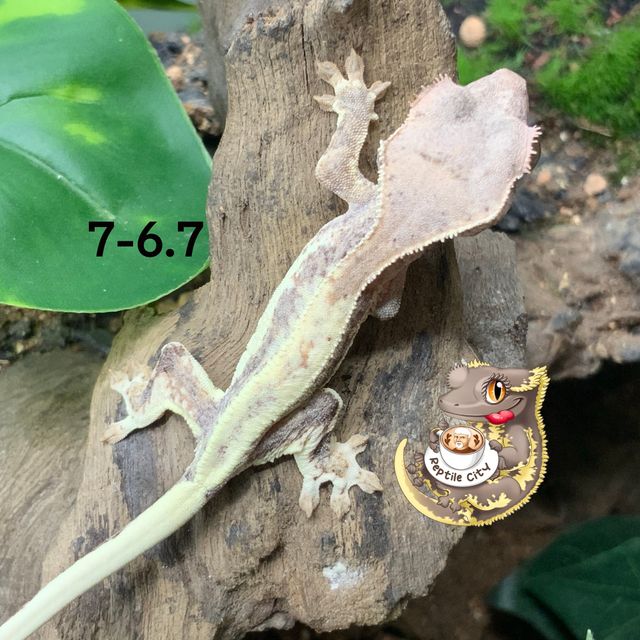 RCK 프라푸치노