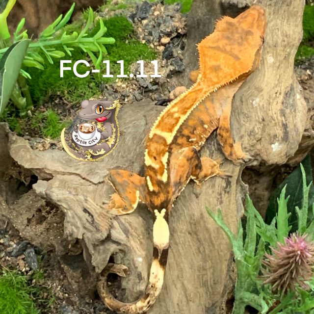 카푸치노 RCK