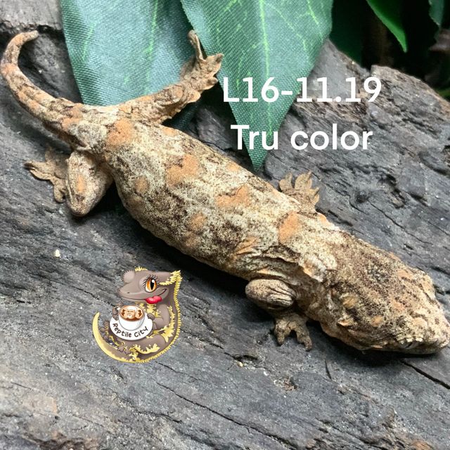 트루 컬러