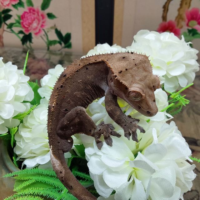 카푸치노 RCK
