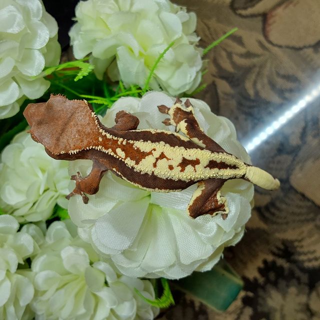 프라푸치노 RCK