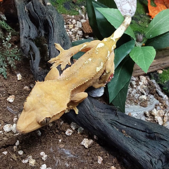 카푸치노