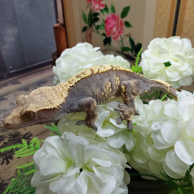 노멀 RCK