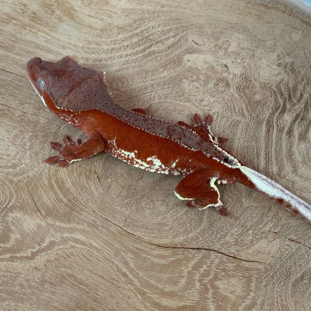 릴리화이트 팬텀 레드