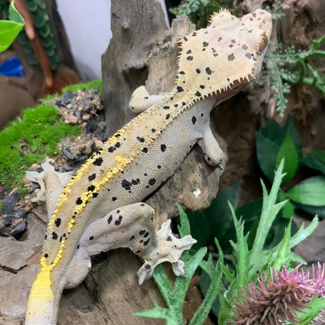RCK 달마시안 카푸치노